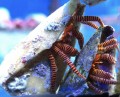 HALLOWEEN HERMIT CRAB